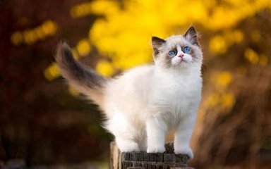 最终幻想哪里可以看