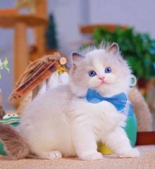 吞噬星空哪里可以看